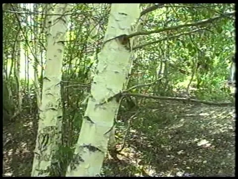 Birch Grove Stock Footage 340849802