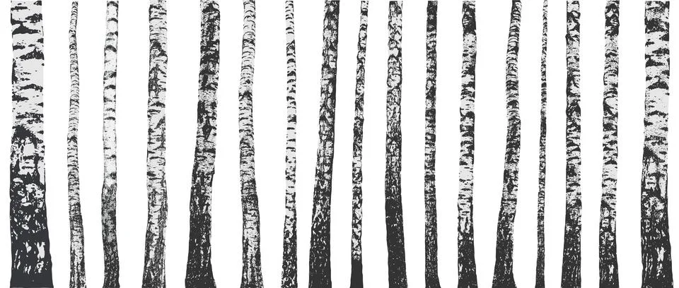 Birch grove forest. Birch tree trunks showing natural texture and black and.. Stockillustratie
