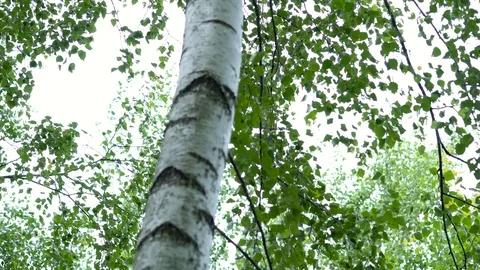 Birch grove in the forest. 動画素材 111938848