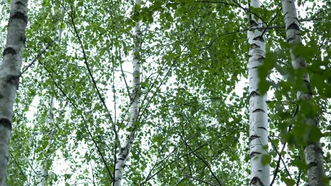 Birch grove in the forest. Видео 111939018
