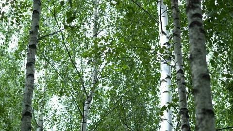 Birch grove in the forest. 動画素材 111939055