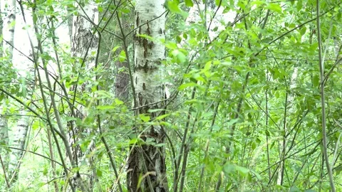 Birch grove in the forest. 動画素材 111939323