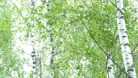 Birch grove in the forest. Видео 111939397