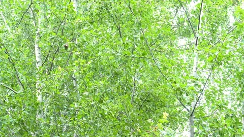 Birch grove in the forest. 動画素材 111939541
