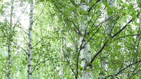 Birch grove in the forest. Видео 111940176