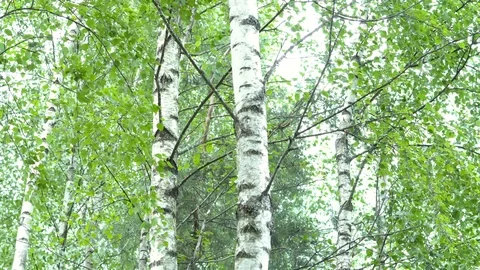 Birch grove in the forest. Видео 111940505