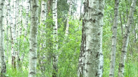 Birch grove in the forest. Видео 111940820