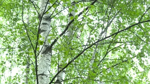 Birch grove in the forest. Видео 111941094