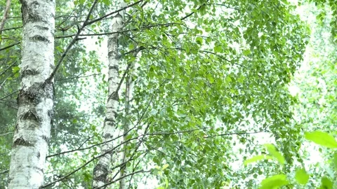 Birch grove in the forest. Видео 111941337