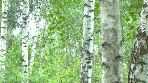 Birch grove in the forest. Видео 111941420