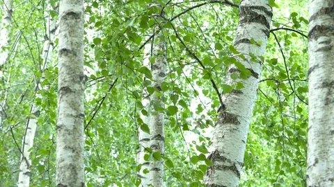 Birch grove in the forest. Видео 111941651