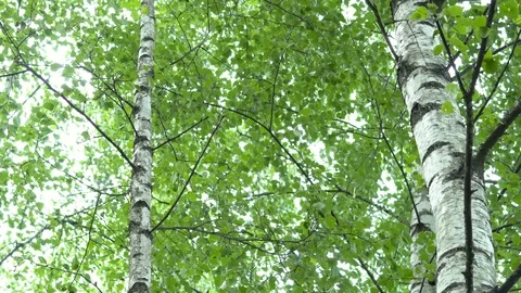 Birch grove in the forest. Видео 111941749