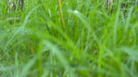 Birch grove in the forest. Stock Footage 111941947