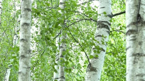 Birch grove in the forest. Видео 111942395