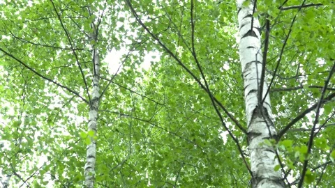 Birch grove in the forest. Видео 111943105