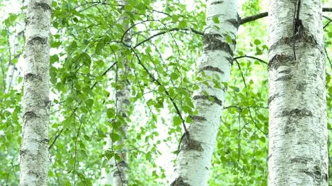Birch grove in the forest. Видео 111943335