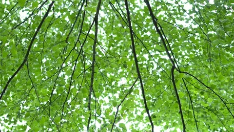 Birch grove in the forest. Видео 111944042