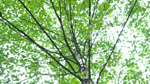 Birch grove in the forest. Видео 111944069