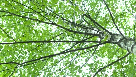 Birch grove in the forest. Видео 111944308