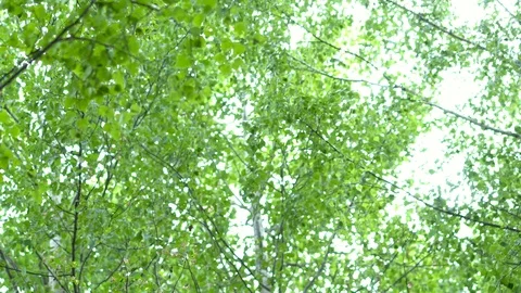 Birch grove in the forest. Видео 111944703