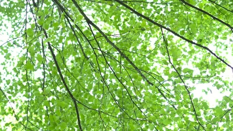 Birch grove in the forest. Видео 111944802