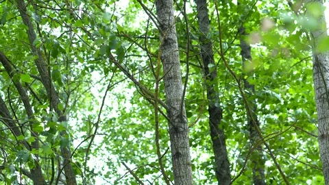 Birch grove in the forest. Видео 111945410