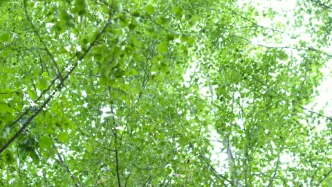 Birch grove in the forest. Видео 111945508