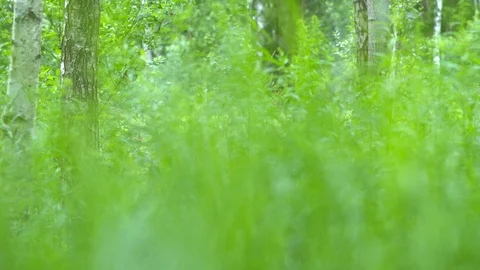 Birch grove in the forest. Видео 111945571