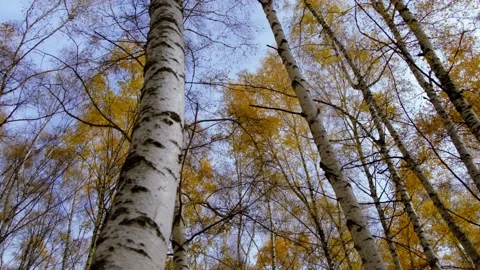 Birch Grove with Leaves Falling Stock Footage 164897179