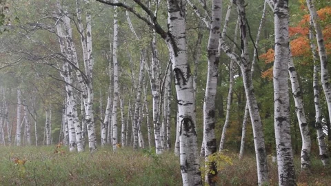 Birch Grove in the Mist Stock Footage 162562127
