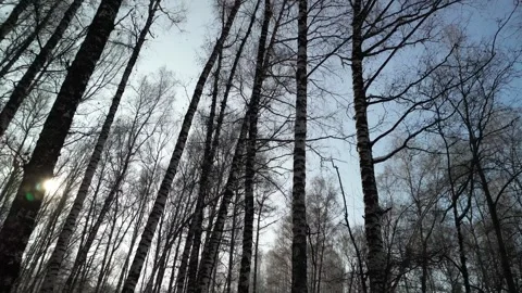Birch grove in a mountainous area. Stock Footage 301075301