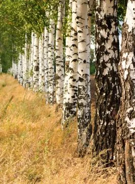 Birch grove Foto stock
