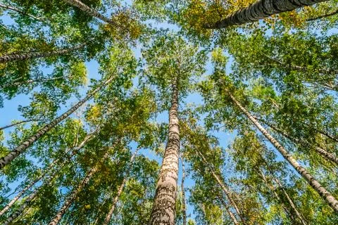 Birch grove Stock Photos