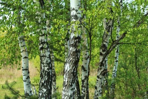 Birch Grove Stock Photos