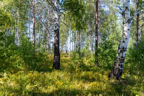 Birch grove Stock Photos