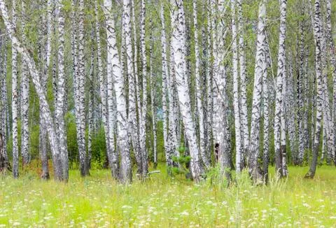 Birch grove Stock Photos