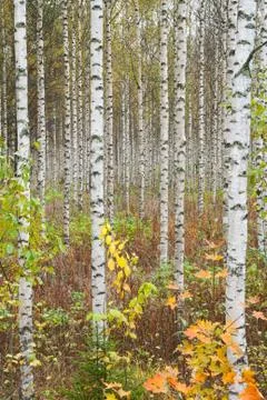 Birch Grove Stock Photos
