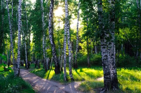 Birch Grove Stock Photos