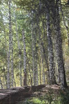 Birch grove Stock Photos