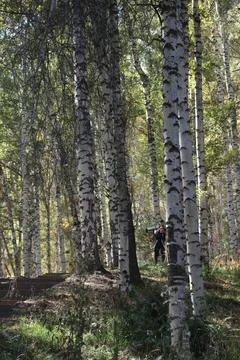 Birch grove Stock Photos
