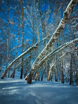 Birch grove Stock Photos