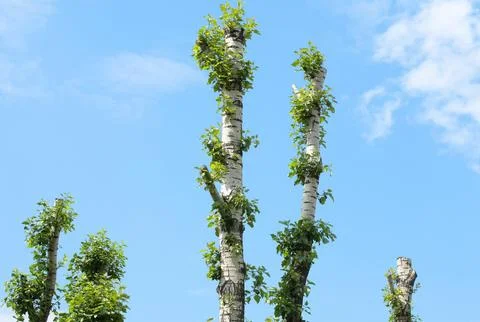 Birch grove Stock Photos