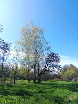 Birch in the grove Foto stock