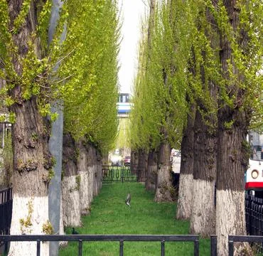 Birch grove Stock Photos