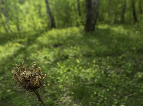In a birch grove 스톡 사진