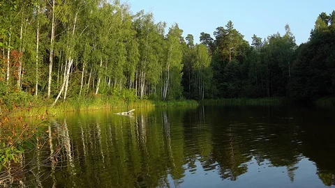 Birch Grove on the pond Stock Footage 119598285