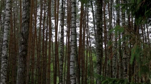 Birch Grove shooting from the bottom up Vídeo Stock 111477732
