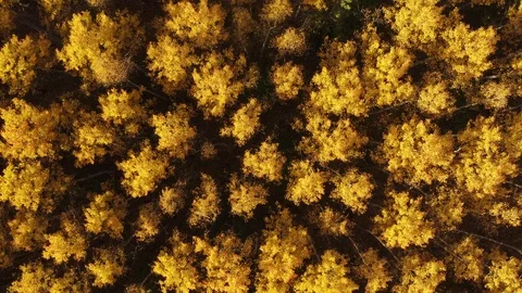 Birch grove in the Siberian forest in the fall. Video stock 117679391