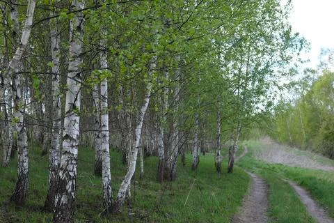 Birch grove in the spring and a path. Stock Photos