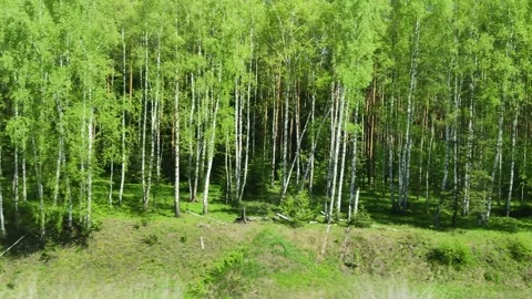 Birch grove in spring. Changing landscape outside window. Bright forest and blue 스톡 동영상 315369667